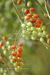 Image du Maroc Professionnelle de  Avec l'introduction des cultures sous abris serres, la région de Dakhla est devenue en très peu de temps célèbre pour ces productions de fruits et légumes destinés à l’export.  Sous d’immenses serres, la production des tomates en grappes bénéficie d’un climat phénoménalement ensoleillé, tempéré et régulier, Mardi 21 Novembre 2006. (Photo / Abdeljalil Bounhar)